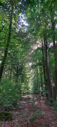 Wald bei Istergiesel